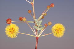 Acacia eburnea